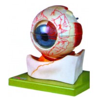 Eye Models (10)